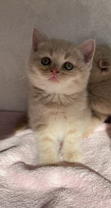 Британські кошеня