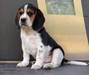 Beagle szczeniak