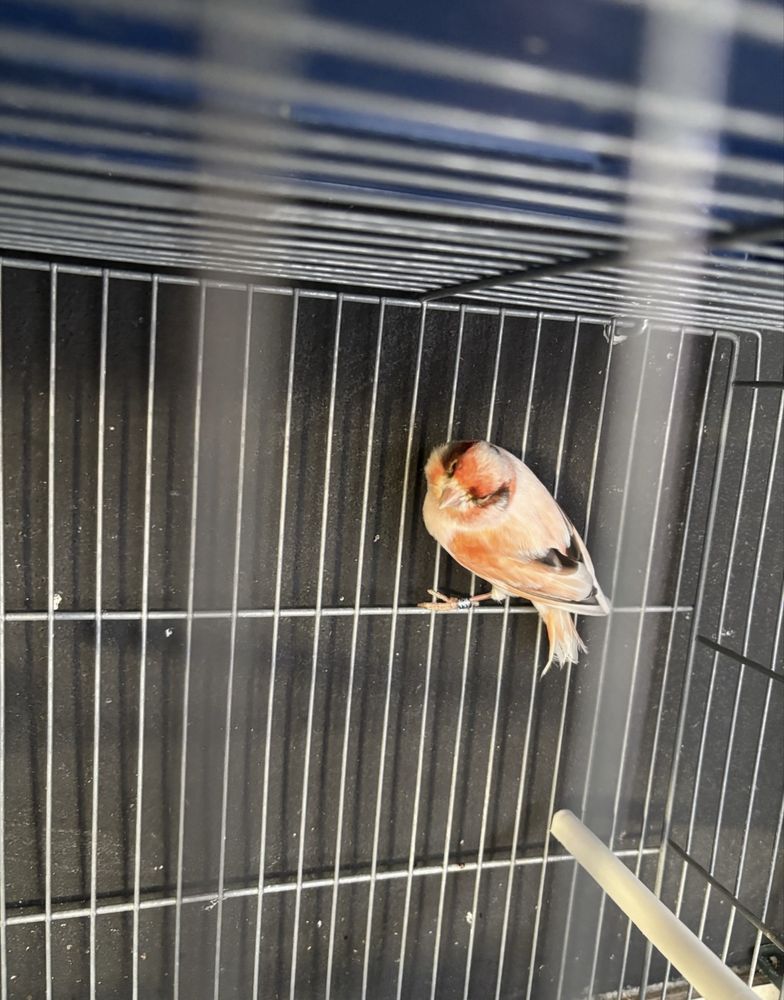 Vendo varias aves