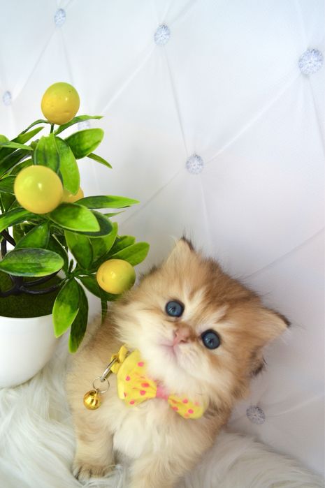 Британские котята золотая шиншилла