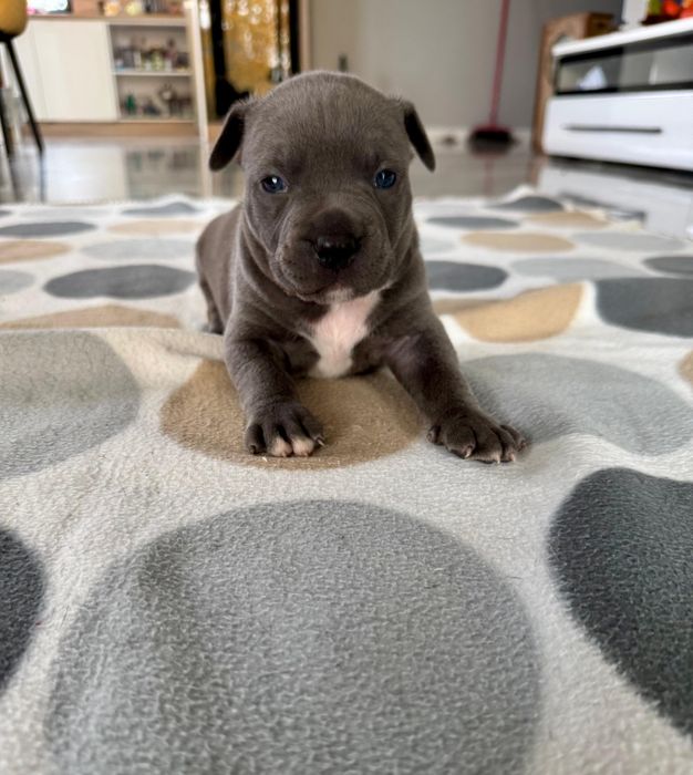 Piesek American Staffordshire Terrier(amstaff) blue
