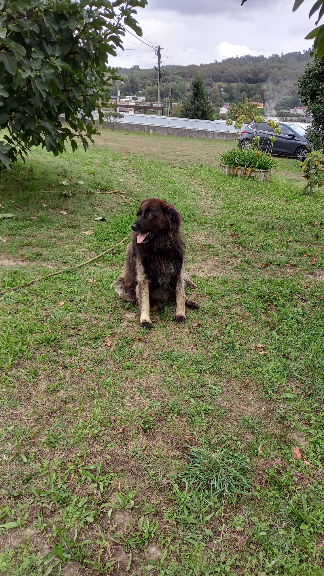 Doação casal cães Serra da Estrela