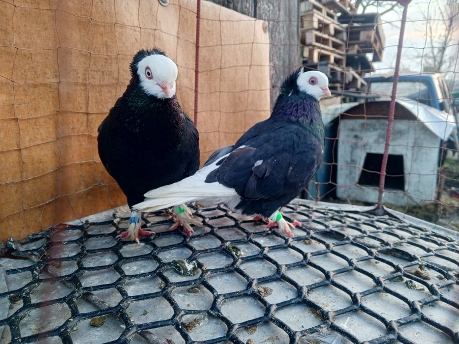 Krakowiak Krakowiaki Białogłówka Wajskopy Ptaki Gołębie ozdobne