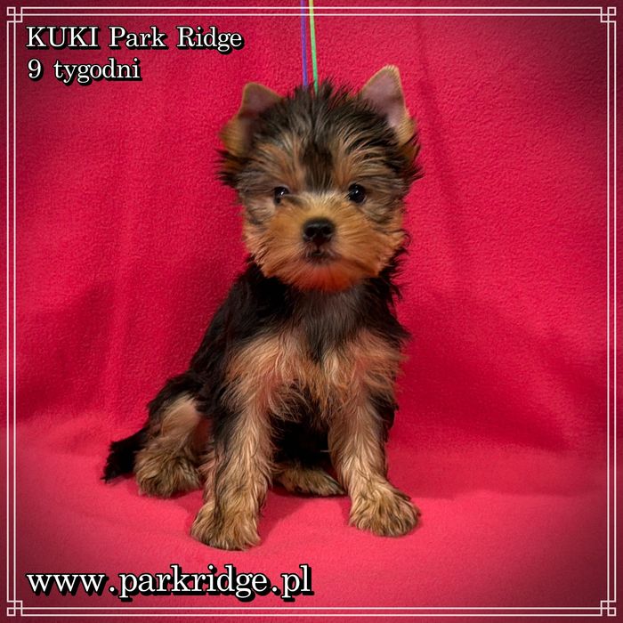 york yorki suczka ok. 2 kg rodowód ZKwP FCI