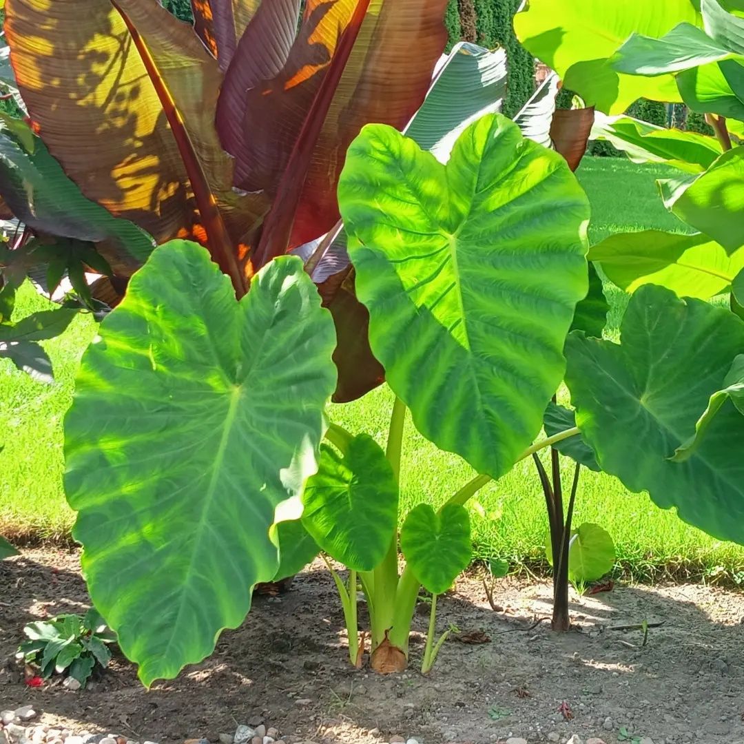 Colocasia Esculenta Kolokazja Olbrzymia Alokazja roślina egzotyczna