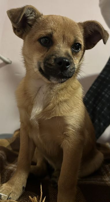 Віддам песика в добрі руки