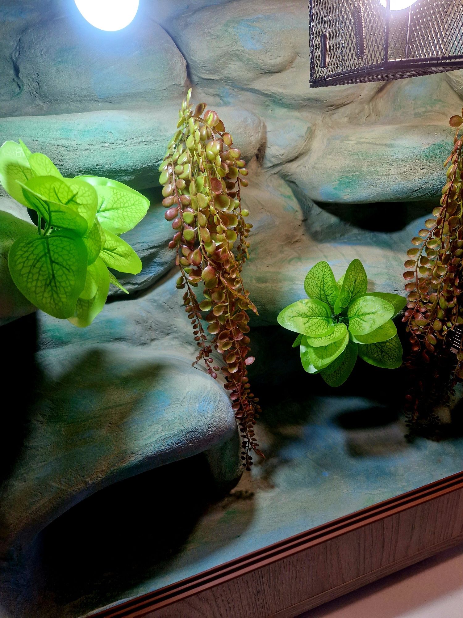 Dostępne terrarium dla węża gekona orzęsionego 75x40x70 gwarancja