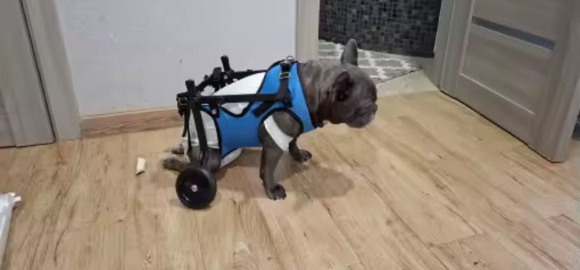 Инвалидная конструкция коляска для собаки М 4.5-10 кг