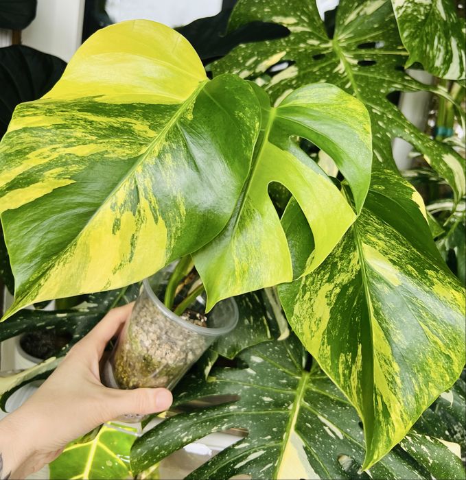 Монстера Yellow варієгатна жовта