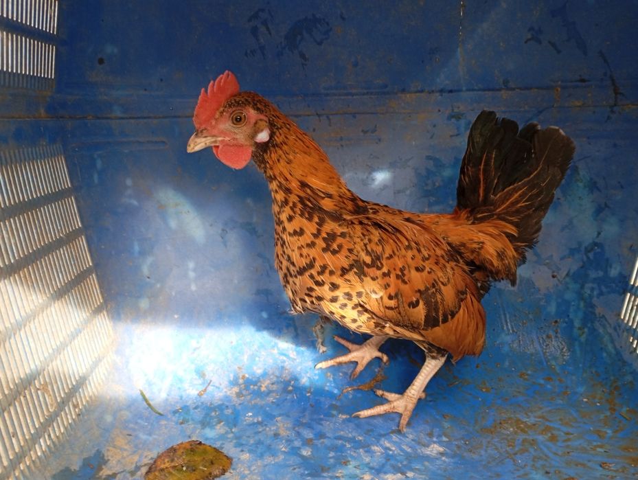 Koguty , pary liliputy swojskie