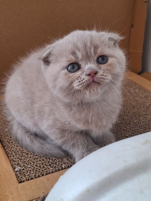 Fêmea scottish fold lilás