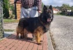 Owczarek niemiecki długowłosy suka