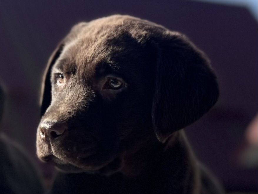 Шоколадний лабрадор