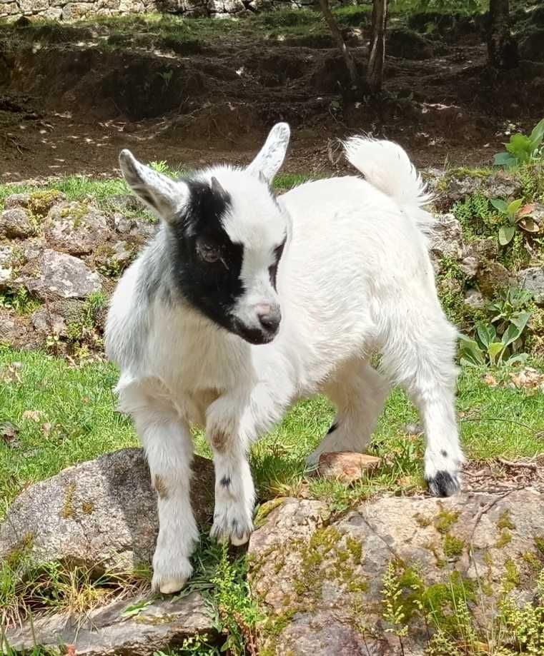 Cabrito anão/israelita com 4meses