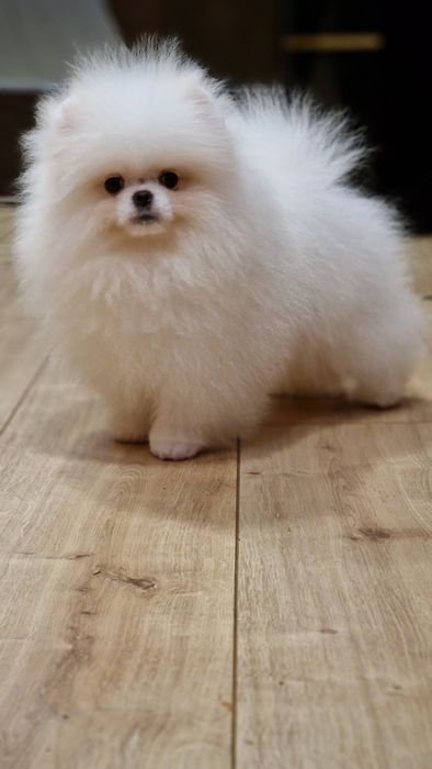 Продаётся высокопород6ый щенок vip качества