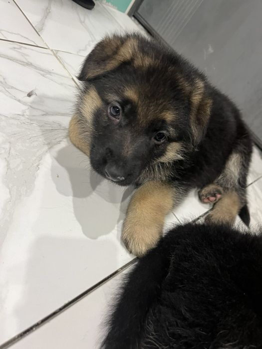 Щенки немецкой овчарки