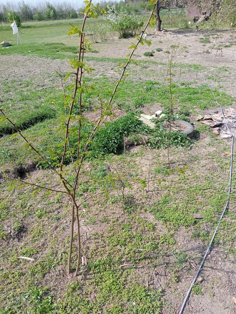 Akacja, robinia akacjowa