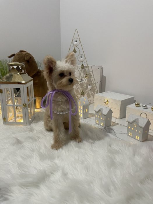 Помапу — Ніжна шерсть, велике серце