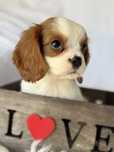 Cavalier King Charles Spaniel- piesek blenheim