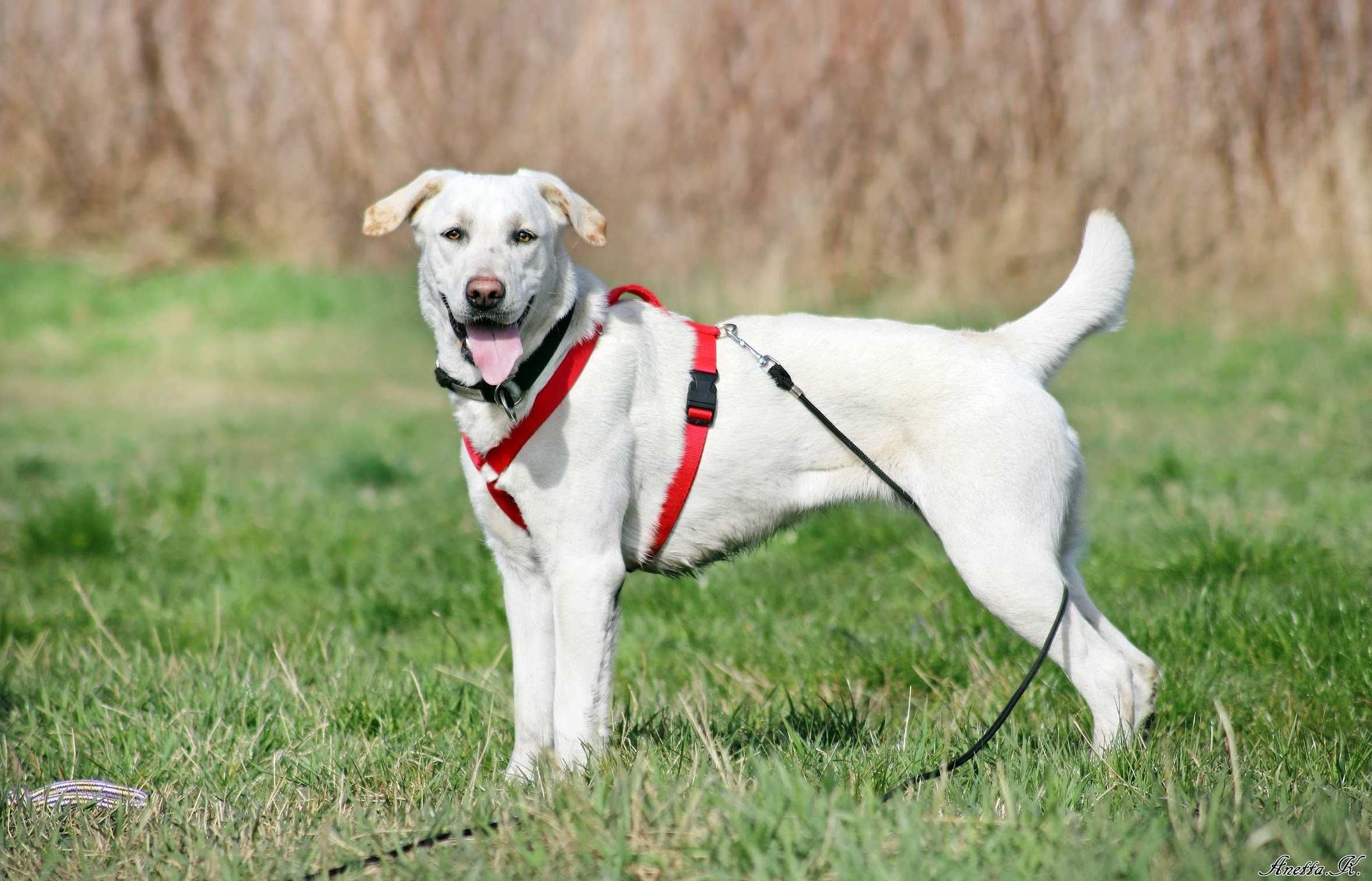 Misia - cudowna piękna labradorka do adopcji!