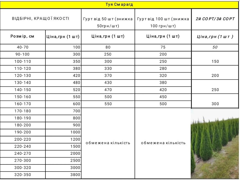 Туя. Туї. 1м.Смарагд, Брабант Самшит. Гурт. Краща Якість та ціна.