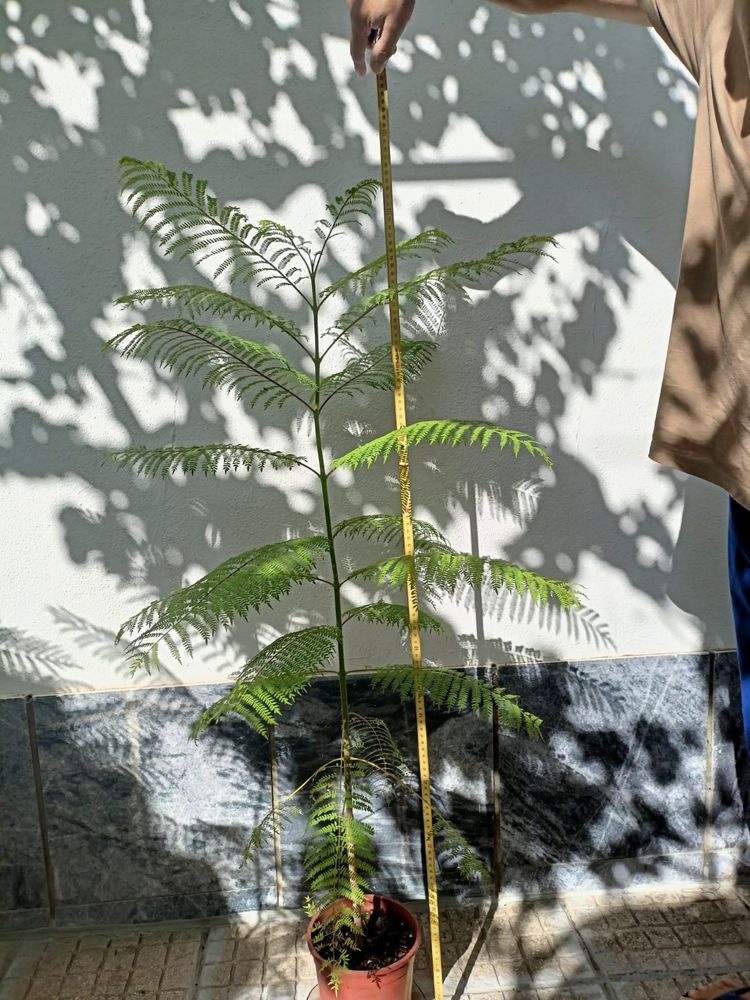Jacarandas em vaso