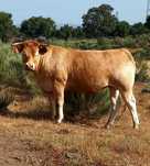 Novilhas puras Limousine