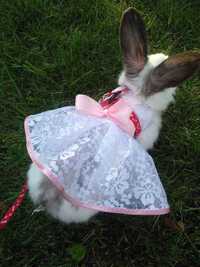 Одяг для тварин сукня платье костюм для кролика собаки кішки