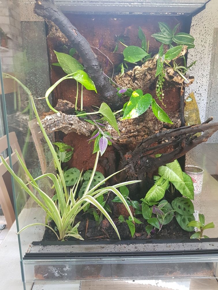 Terrarium 40x40x60 gekon