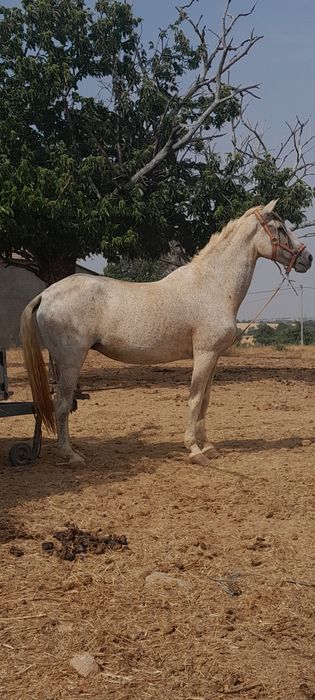 Egua montada é engatada
