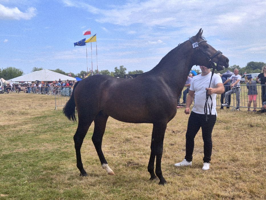 Wałach malopolski 2.5 roku