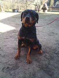 Oddam roczny Rottweiler