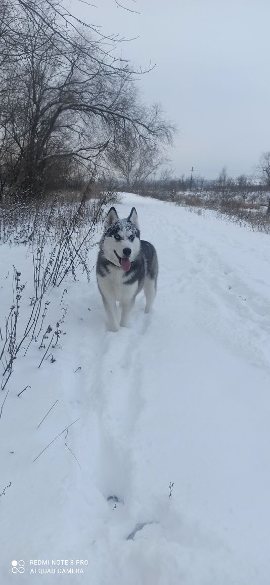 Кобель Хаски для вязки