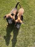 Owczarek belgijski malinois