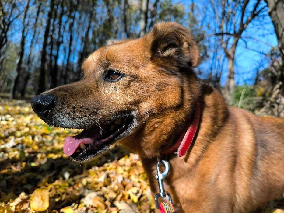 Dostojny piesek prosi o dom