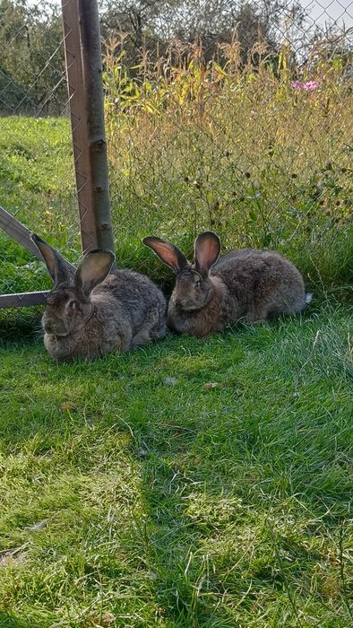 Бельгійці,кролі,самички