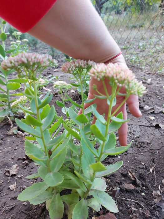 Очиток видный, седум.