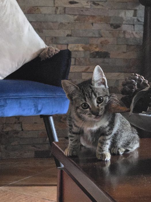 Gatinho para adopção