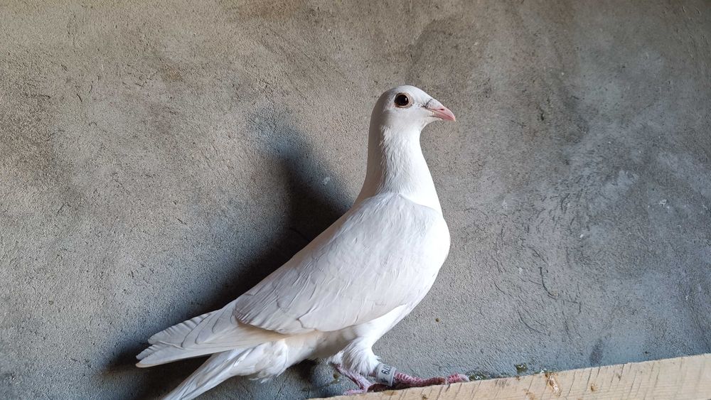 Gołębie Pocztowe! Śnieżnobiała Samica Delbar Hung/Karta Ideał