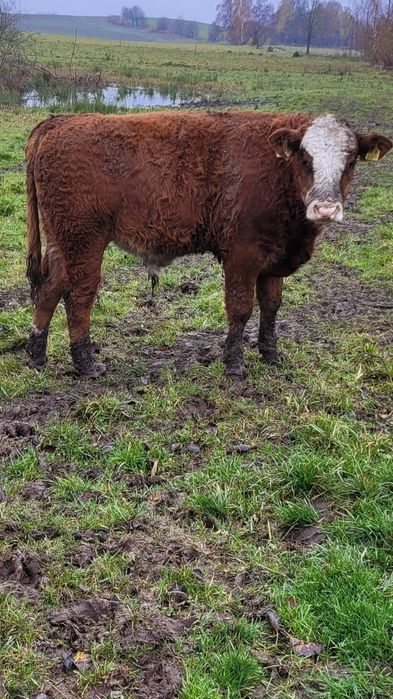 Sprzedam odsadki 23 szt