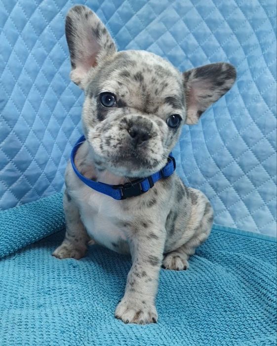 Французики генні карапузики