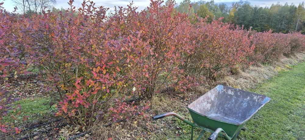 Borówka amerykańska krzewy 6 letnie