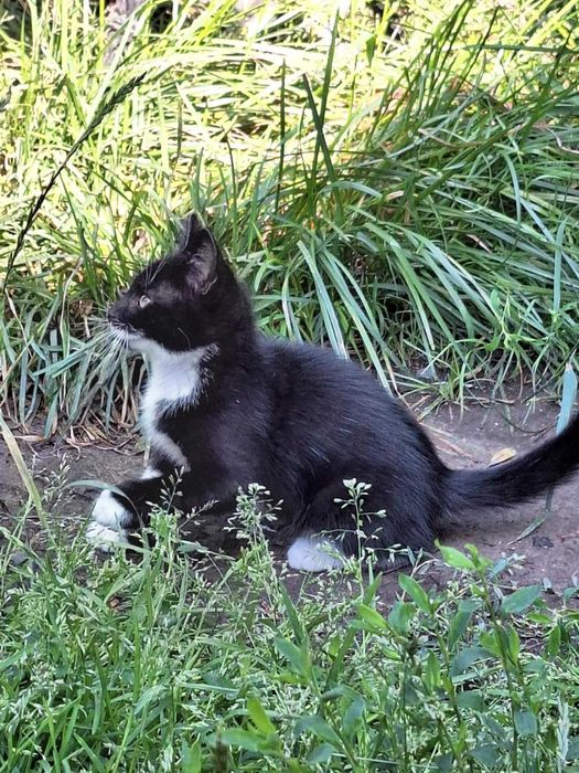 kocięta szukają nowego domu koty do adopcji kot kota małe kotki oddam