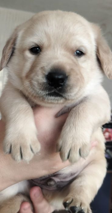 Цуценя / цуценята Лабрадор Ретривер / щенок / щенки / щеня / щенята