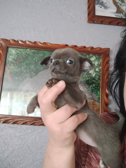 Мамина крихітка любімка
