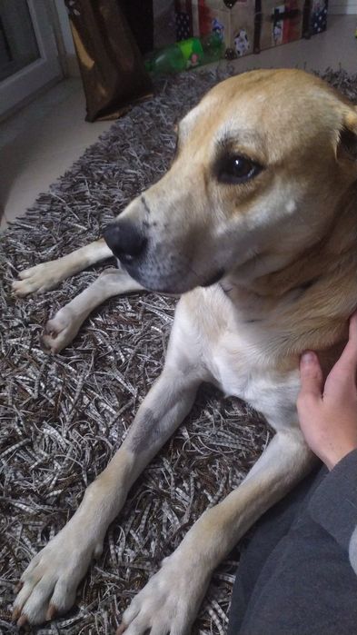 Pitbull arraçado de labrador