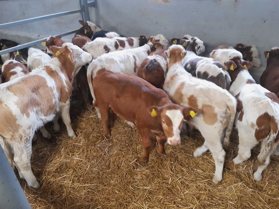 Byczki,jałówki 100-240kg simental bbb