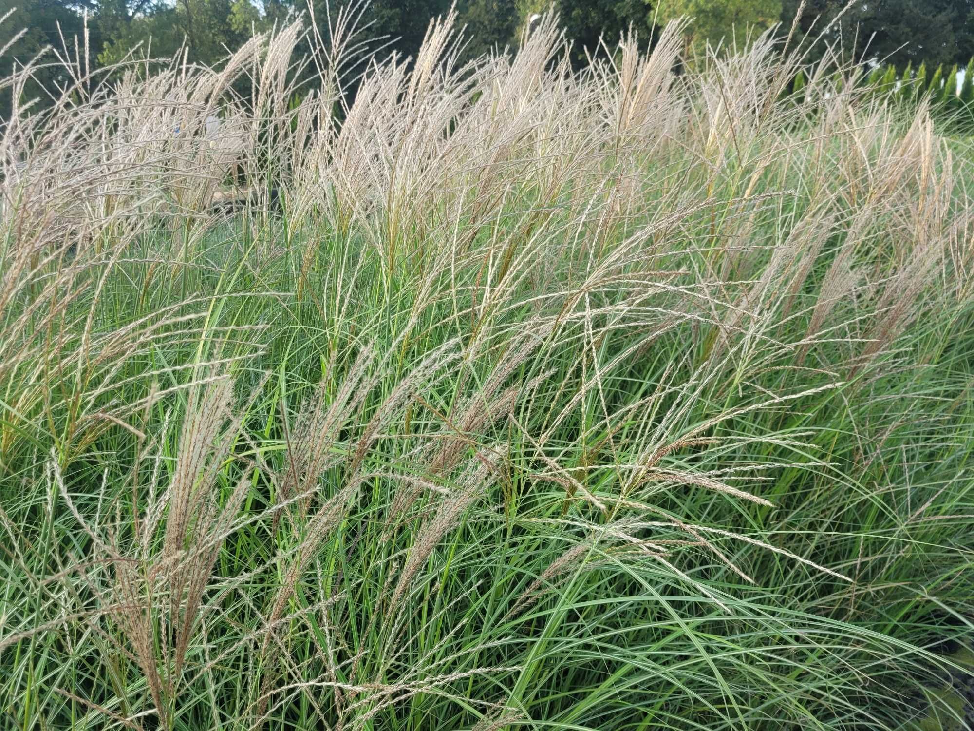 trawa miscant rozplenica carex trzcinnik