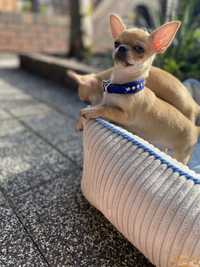 Chihuahua chlopiec FCI