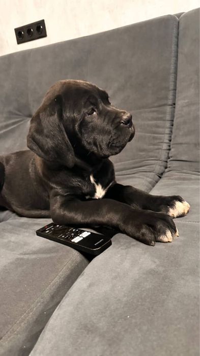 Кане-Корсо  щенки цуценята